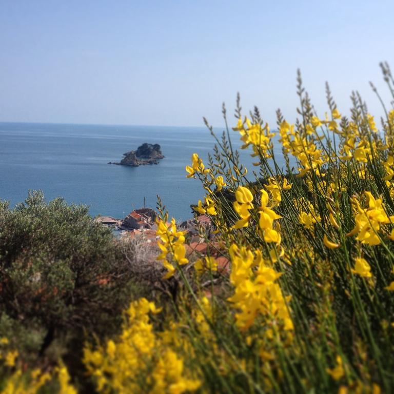 Guest House Maslina Petrovac Exterior foto